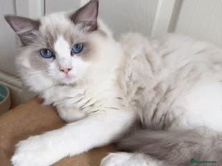 Ragdoll cats A Ragdoll boy - Advert 18