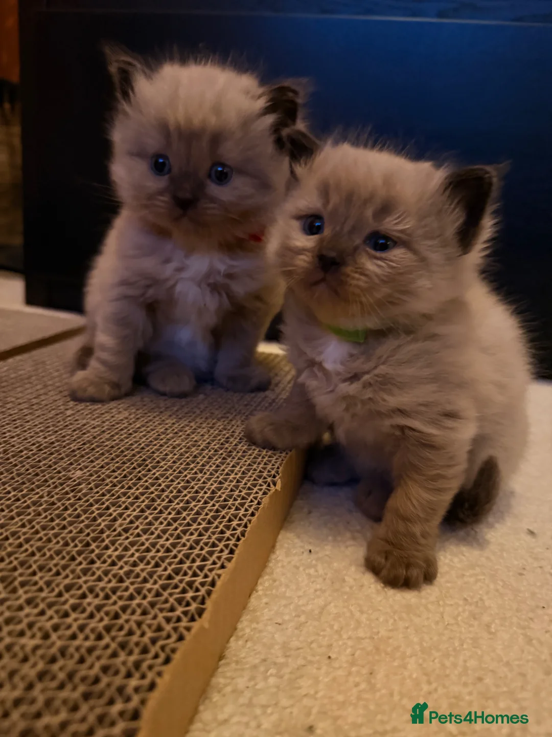 Ragdoll cats for sale: ✨ Stunning Seal Mink Ragdoll Kittens–3 Boys   in Ferryhill - Advert 2