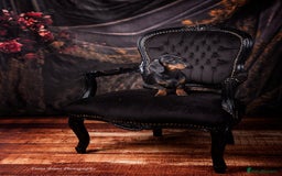 Miniature Dachshund dogs for stud: Black & Tan - Carrying Chocolate (3.8kg) in Dalry - Image 11