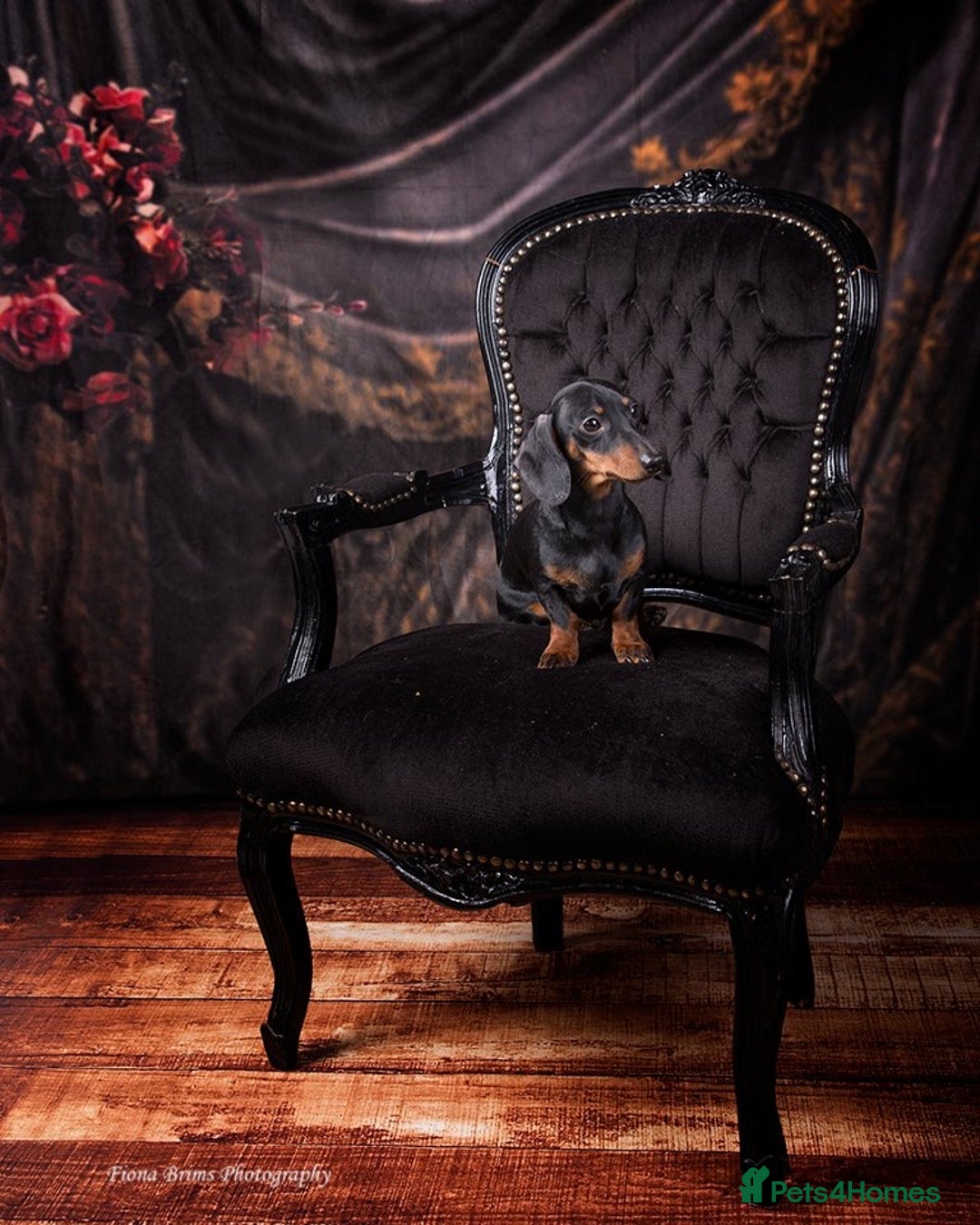 Miniature Dachshund dogs for stud: Black & Tan - Carrying Chocolate (3.8kg) in Dalry - Image 11