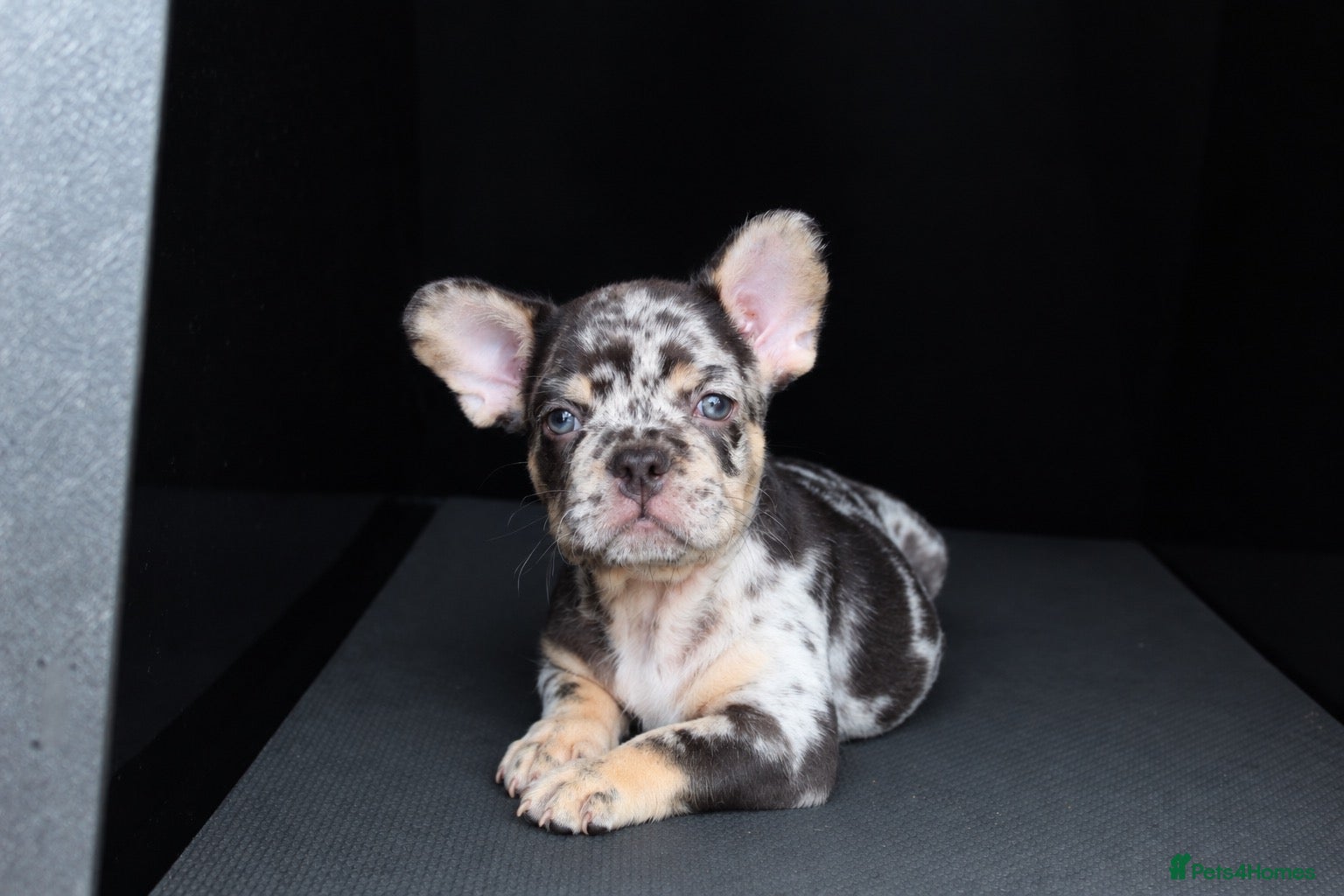 French Bulldog dogs French bulldogs for sale  - Advert 9