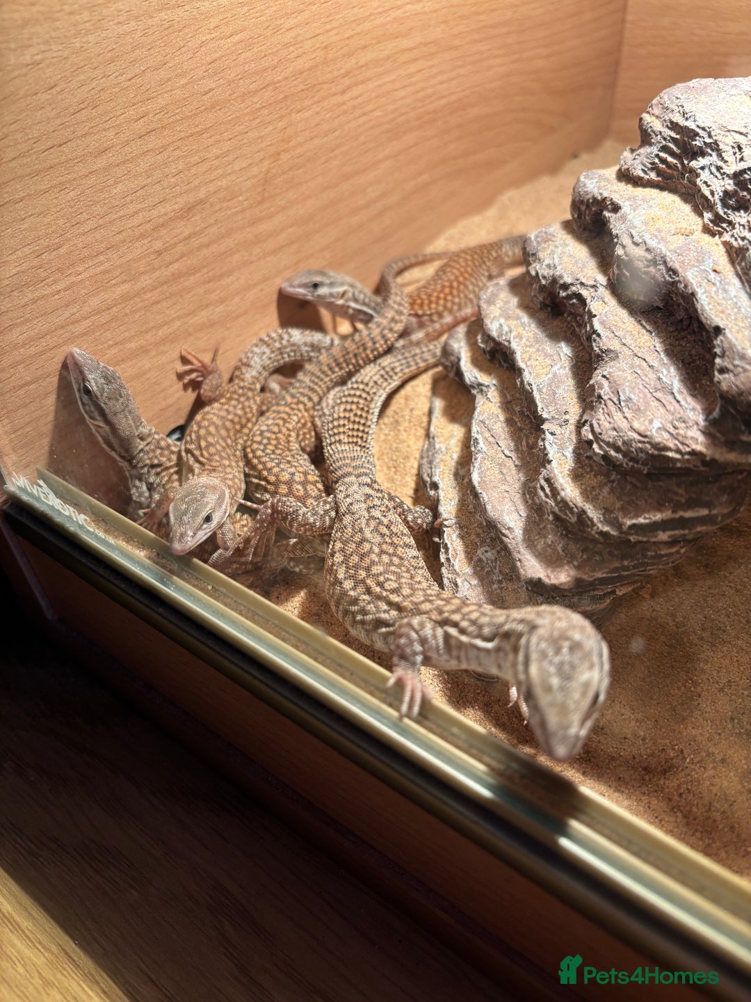 Monitor reptiles for sale: Baby yellow Ackie monitors  - Advert 3
