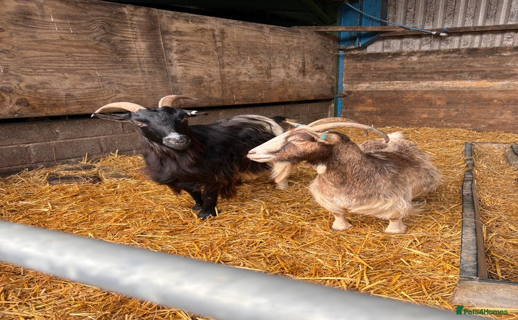 Goats livestock - Advert 1