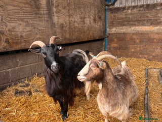 Goats livestock - Advert 2