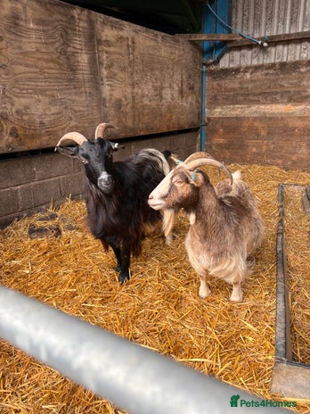 Goats livestock - Advert 1