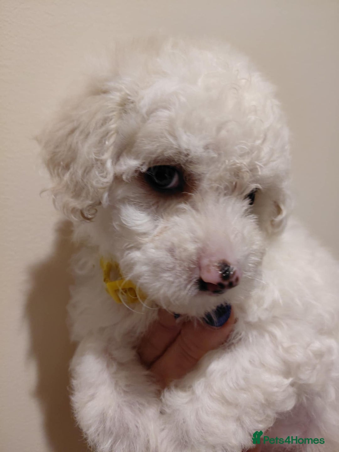 Maltipoo dogs for sale: Beautiful Maltipoo puppies - Advert 3
