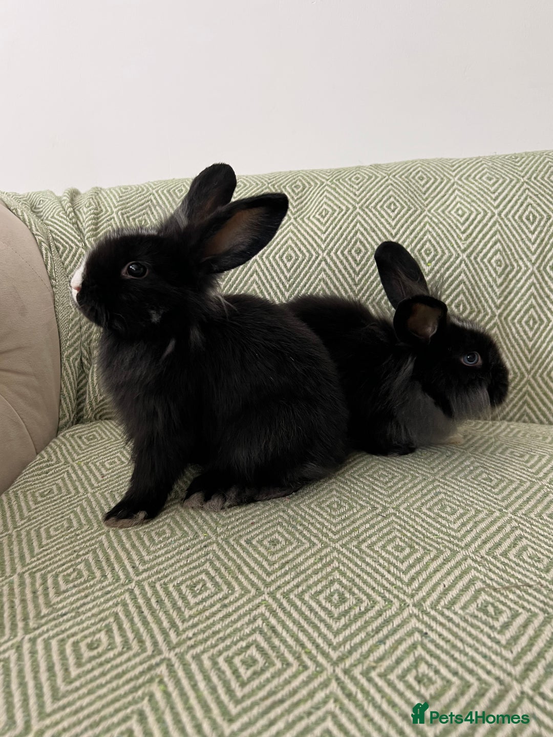 Mini Lion Lop rabbits for sale: Adorable Mini Lion Lops - Image 12