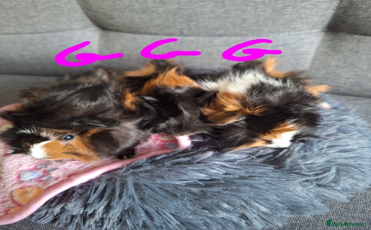 Guinea Pig rodents - Advert 1