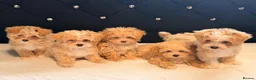 Maltipoo dogs for sale: Little Maltipoo F1 puppies❤️ - Advert 2