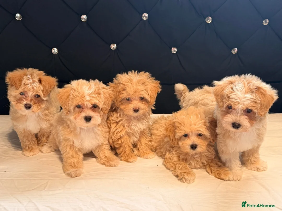 Maltipoo dogs for sale: Little Maltipoo F1 puppies❤️ - Advert 2