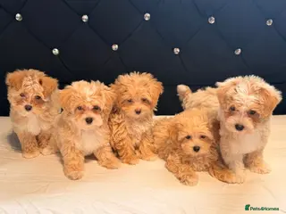 Maltipoo dogs Little Maltipoo F1 puppies❤️ - Advert 8