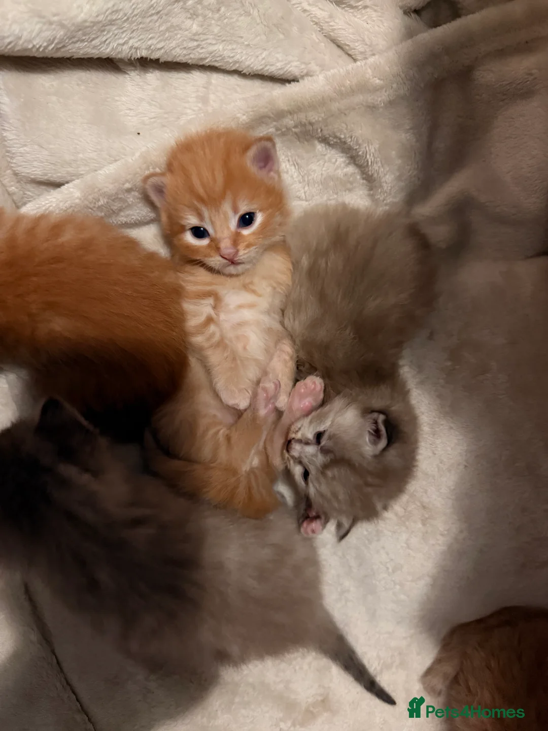 Mixed Breed cats for sale: Beautiful Ginger tabby kittens  - Advert 6