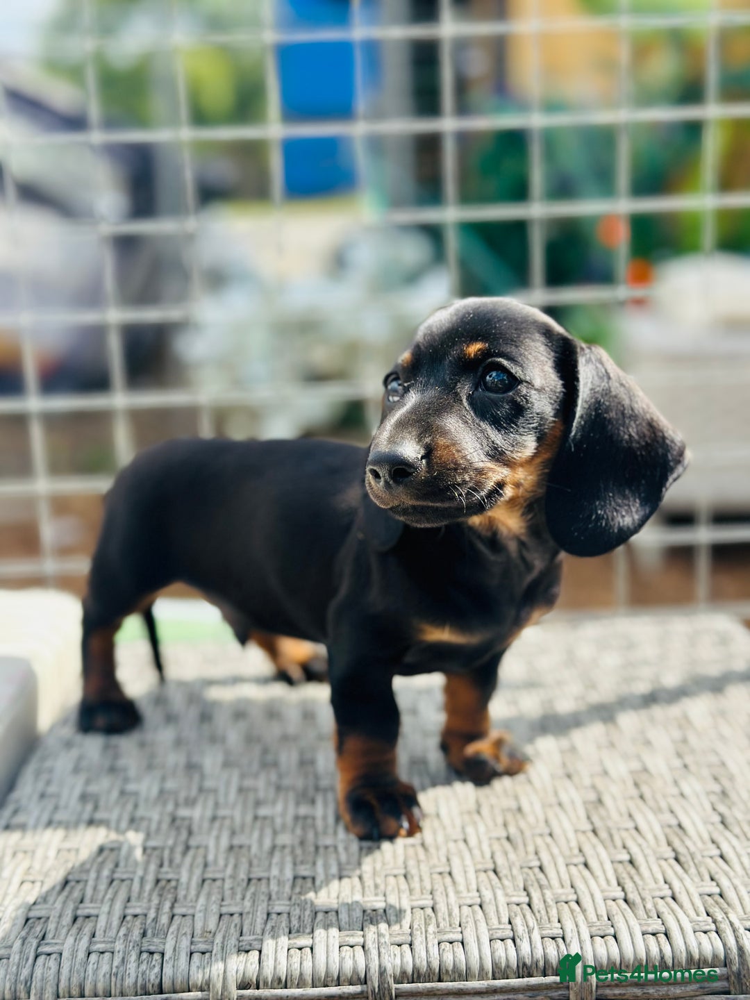 Miniature Dachshund dogs for sale: Wow what a stunning litter - Image 7