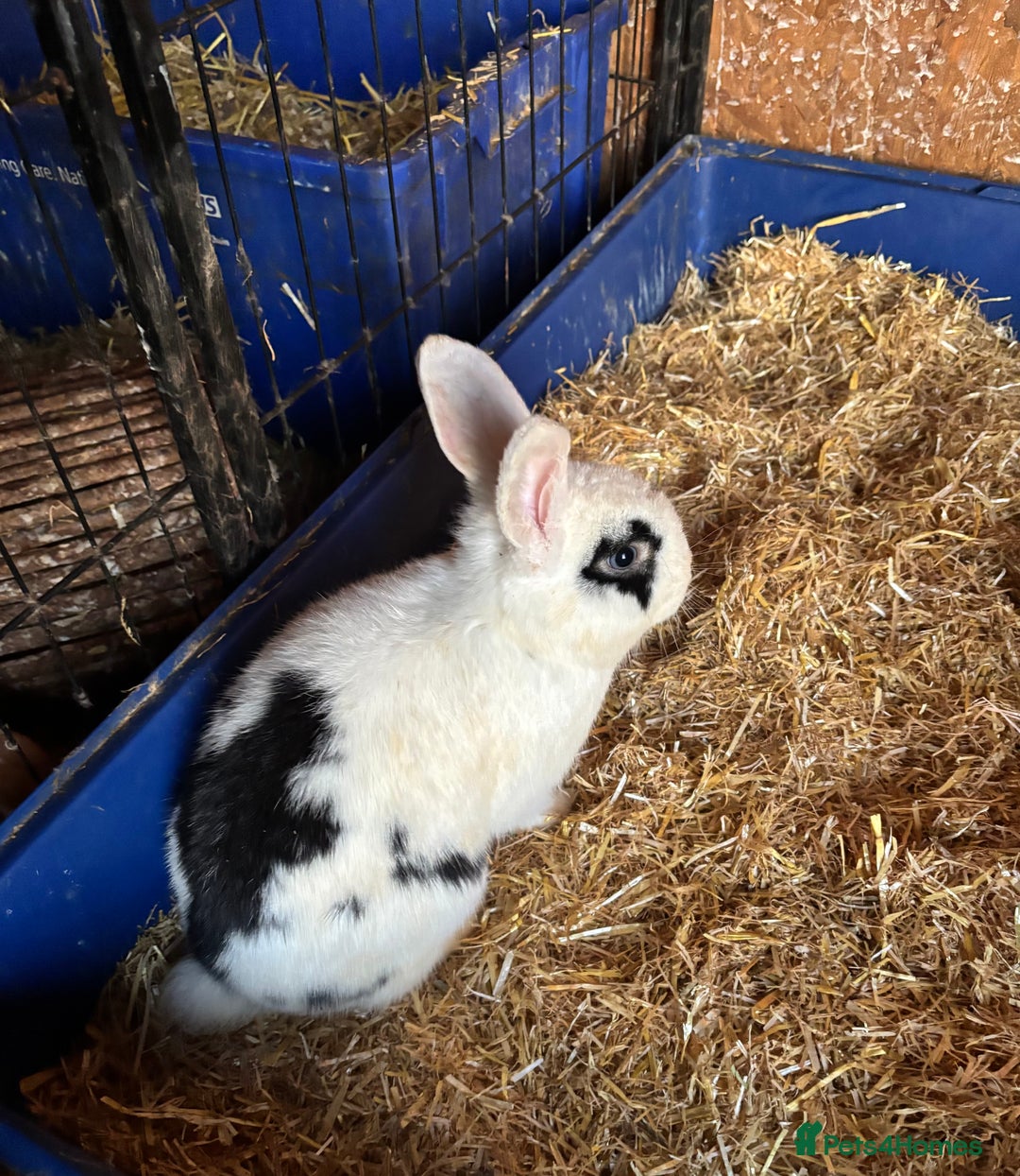 Mixed Breed rabbits for sale: Male rabbits  - Advert 2