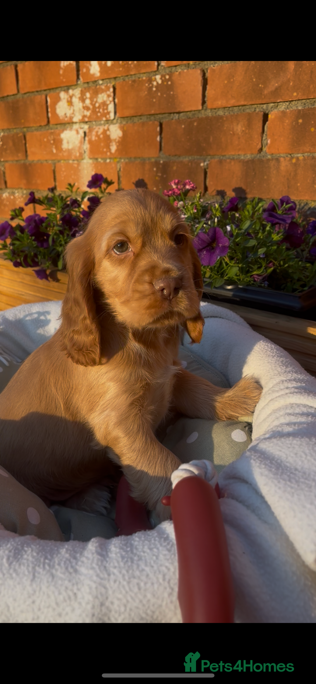 Cocker Spaniel dogs for sale: 🌟Gorgeous 100% show type cocker spaniel puppies🌟 - Image 3
