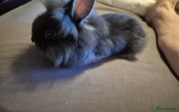 Lionhead rabbits for sale: 5  baby bunnies looking for their forever home - Image 9