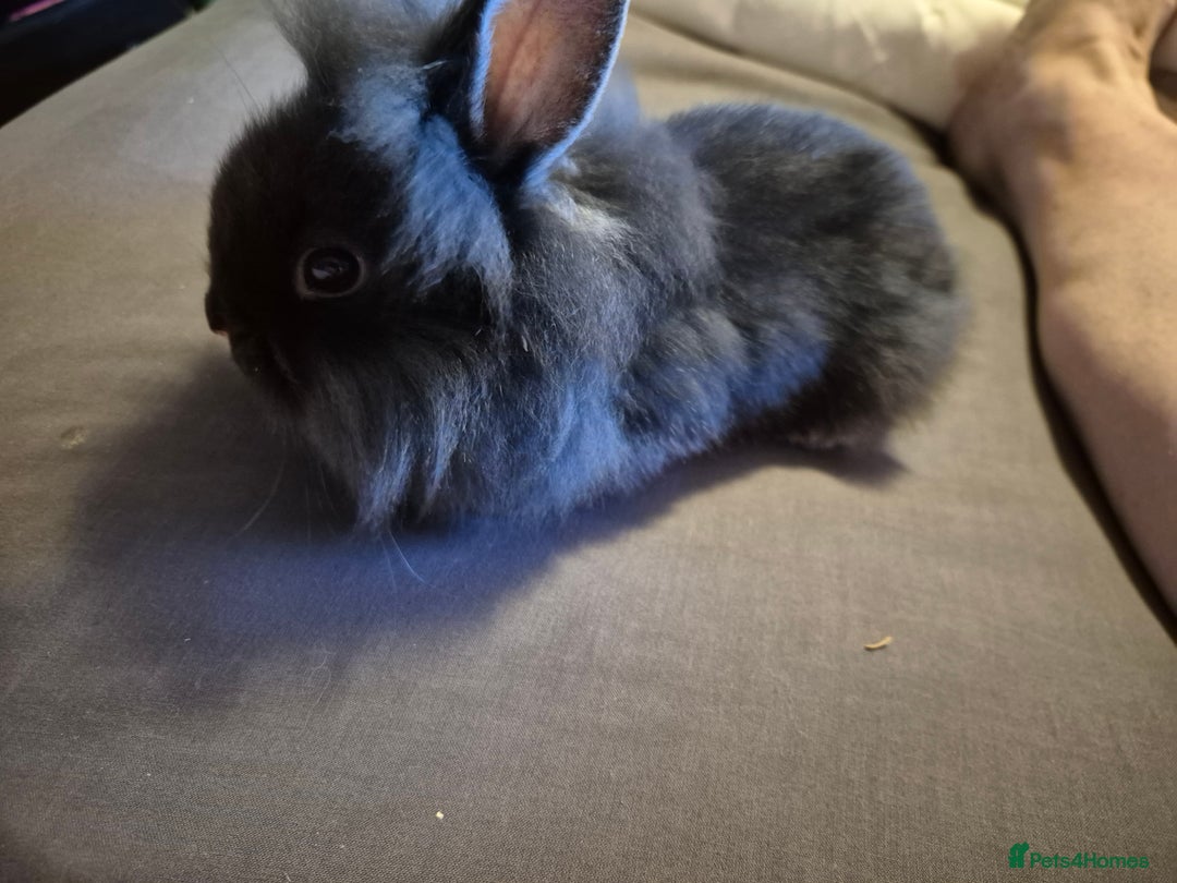 Lionhead rabbits for sale: 5  baby bunnies looking for their forever home - Image 9