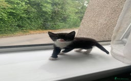 Domestic Shorthair cats for sale: 2 girls one boy!  - Image 15