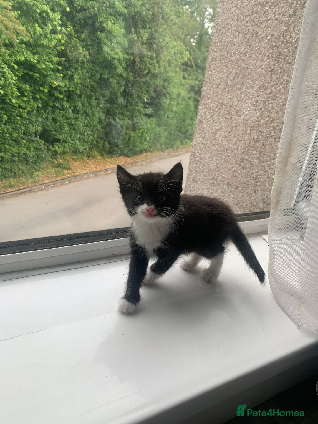 Domestic Shorthair cats for sale: 2 girls one boy!  - Image 15
