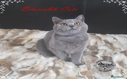 British Shorthair cats for sale: Championship BSH kittens GCCF reg. ACTIVE !     in Gainsborough - Image 1
