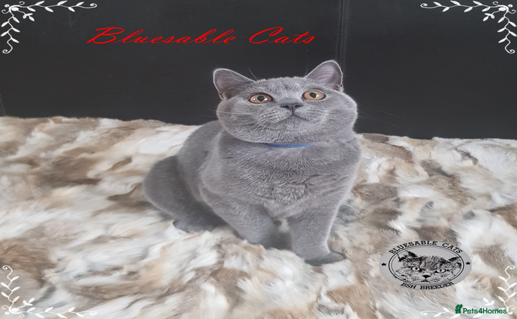 British Shorthair cats in Gainsborough - Advert 12
