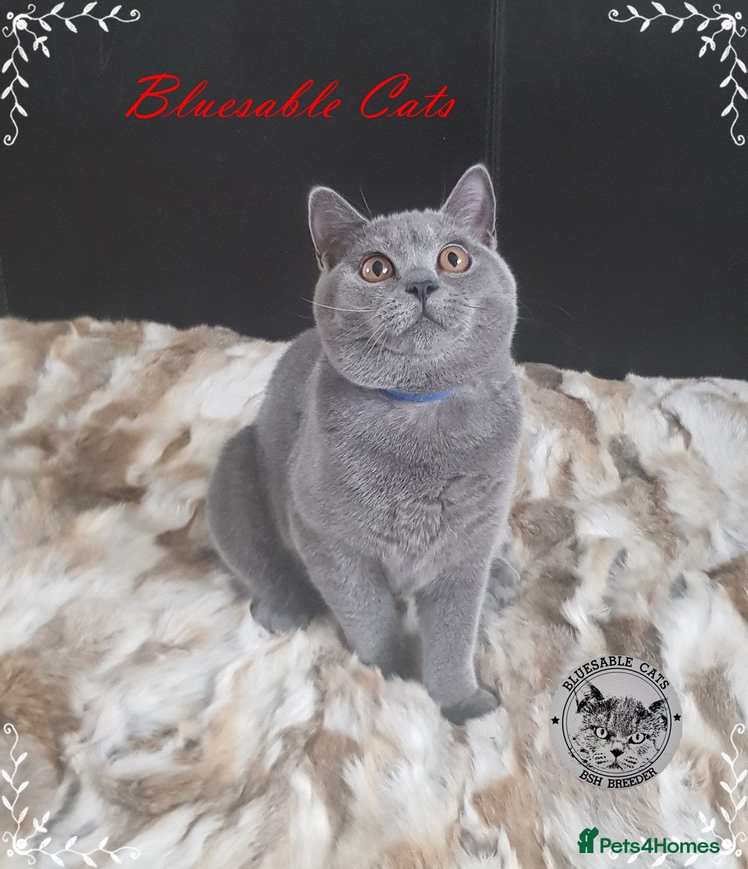 British Shorthair cats for sale: Championship BSH kittens GCCF reg. ACTIVE !     in Gainsborough - Image 1