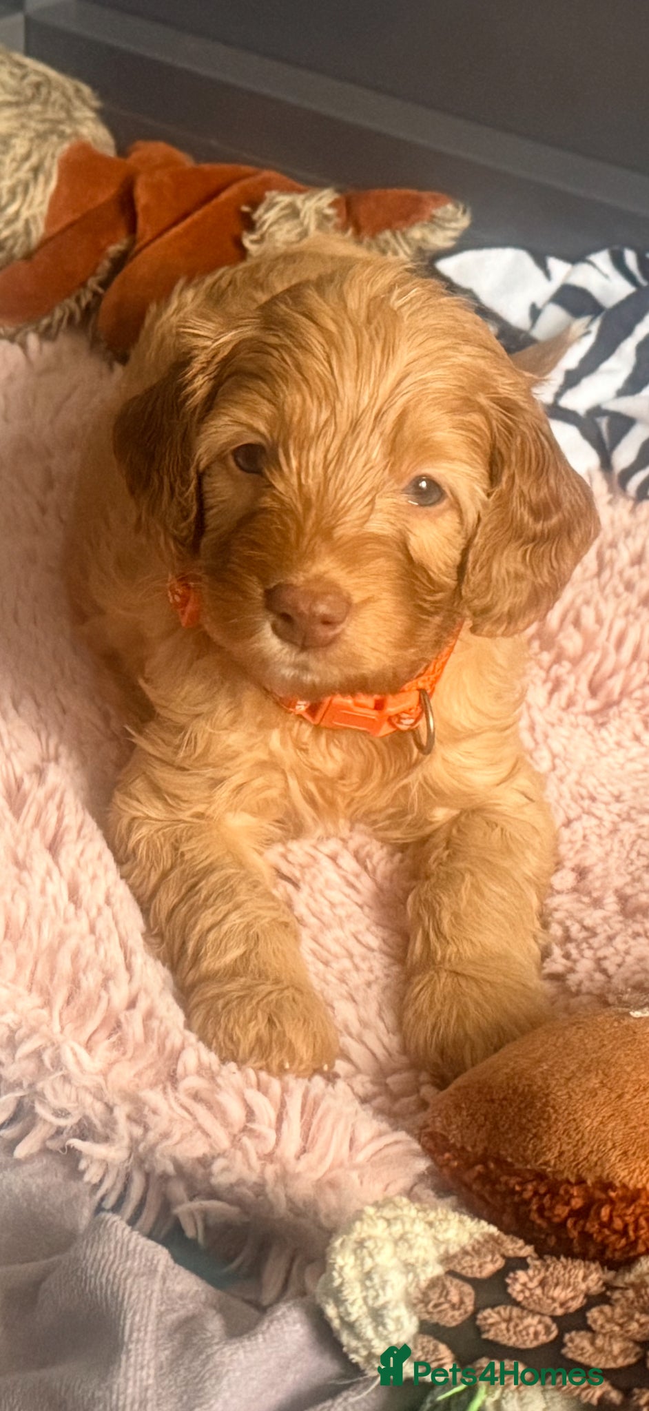 Cavapoo dogs Stunning F1b Cavapoo Puppies – 6 Girls & 2 Boys - Advert 1