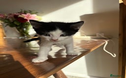 Mixed Breed cats for sale: 5 Beautiful Kittens looking for forever home 💕 - Image 7
