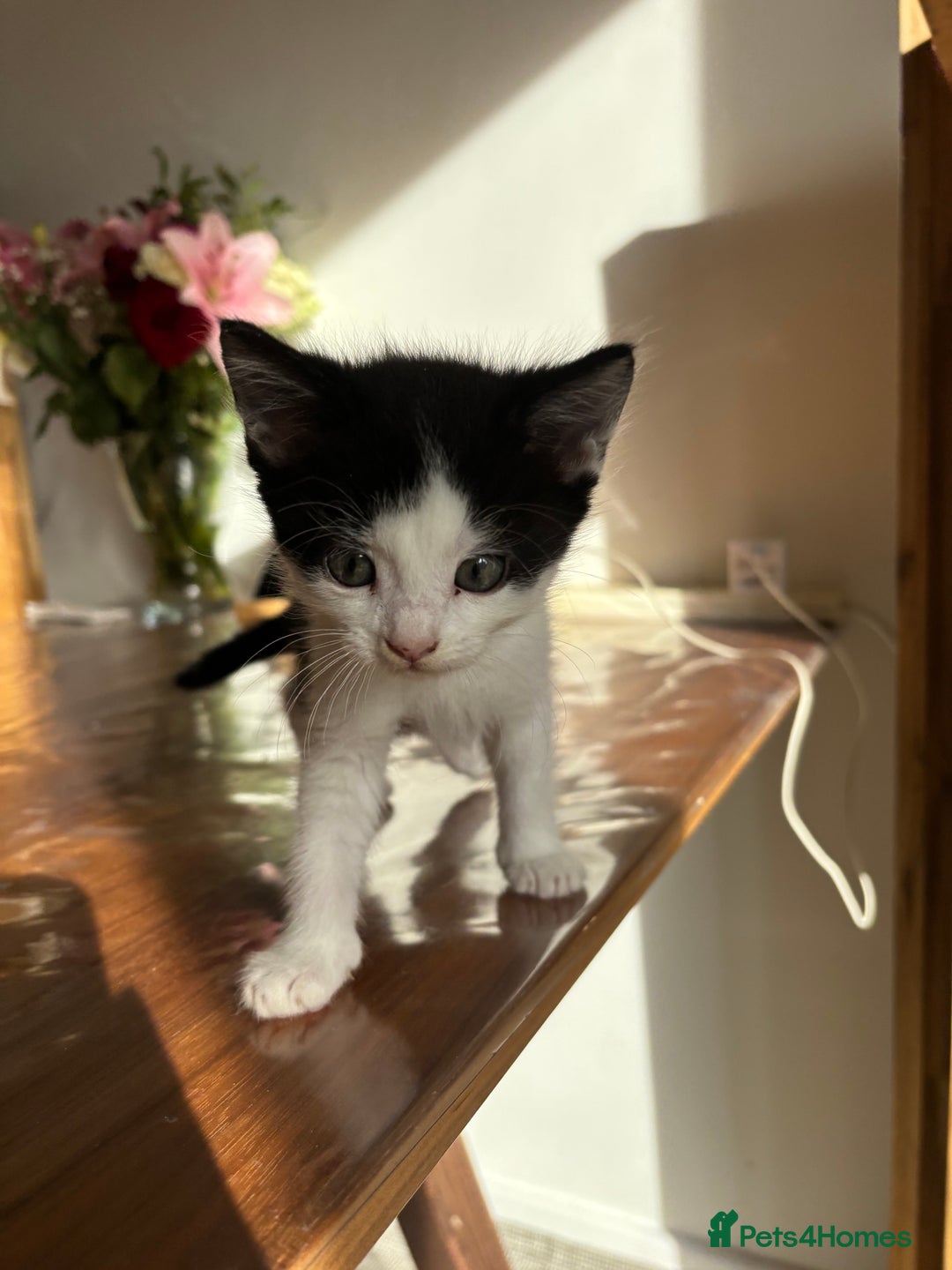 Mixed Breed cats for sale: 5 Beautiful Kittens looking for forever home 💕 - Image 7