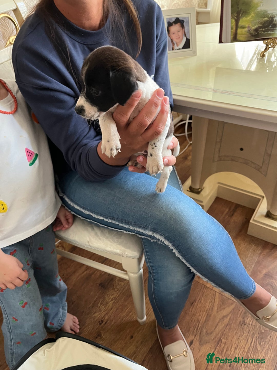 Jack Russell dogs for sale: Puppy looking for their new home  - Image 7
