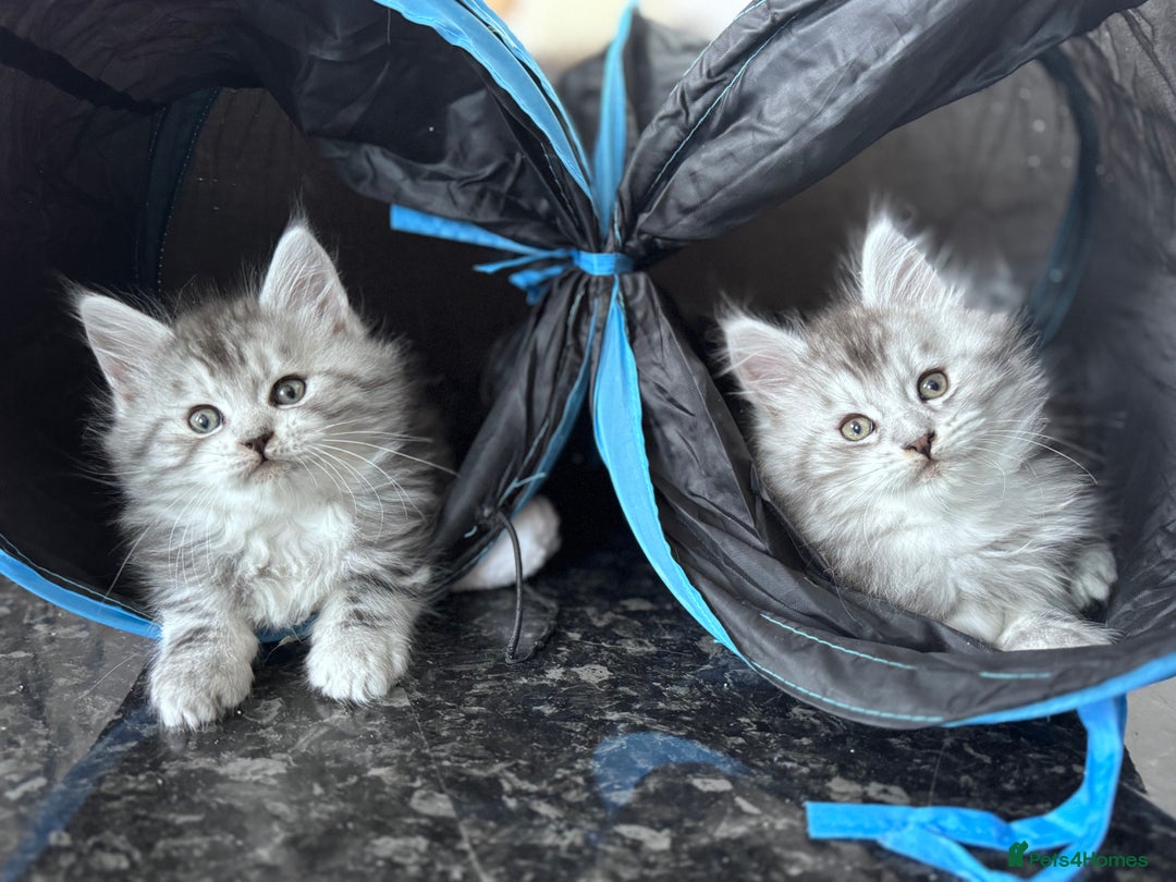 Maine Coon cats for sale: ✨🌟Beautiful The last little boy Maine Coon 😻🌟✨ - Image 18