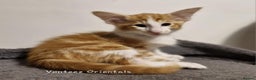 Balinese cats for sale: Stunning longhair Red and White bicolour boy - Advert 8