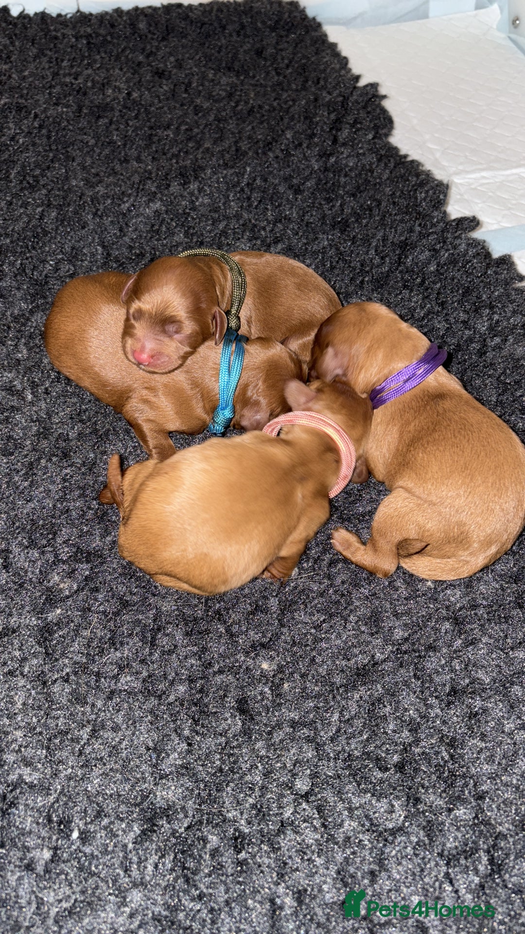 Cavapoo dogs for sale: Extensively Tested Stunning Toy F1 Red Cavapoo’s - Image 13
