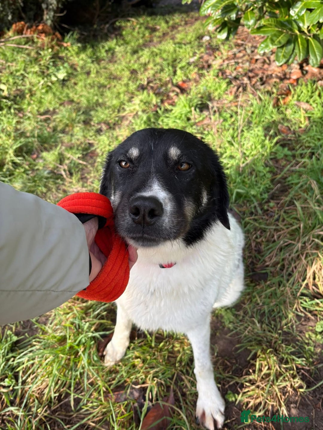 Mixed Breed dogs for adoption: Moira - Norwich Norfolk  - Advert 2