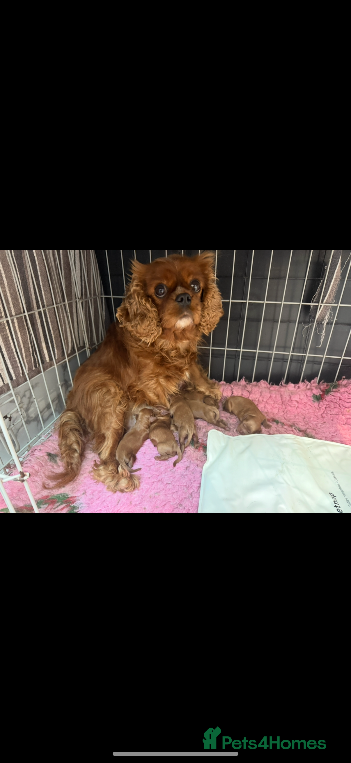 Cavapoo dogs Beautiful F1 Red Cavapoos- Health Tested - Advert 1