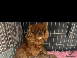 Cavapoo dogs Beautiful F1 Red Cavapoos- Health Tested - Advert 2