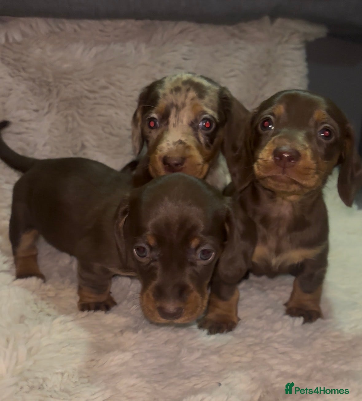 Miniature Dachshund dogs The sausage squad has arrived!  - Advert 10