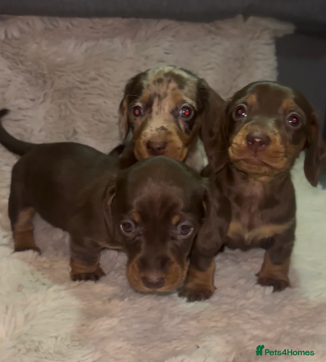 Miniature Dachshund dogs for sale: The sausage squad has arrived!  - Advert 2