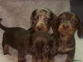 Miniature Dachshund dogs The sausage squad has arrived! - Advert 11