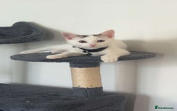 Domestic Shorthair cats for sale: Beautiful kittens ready to go - Image 5