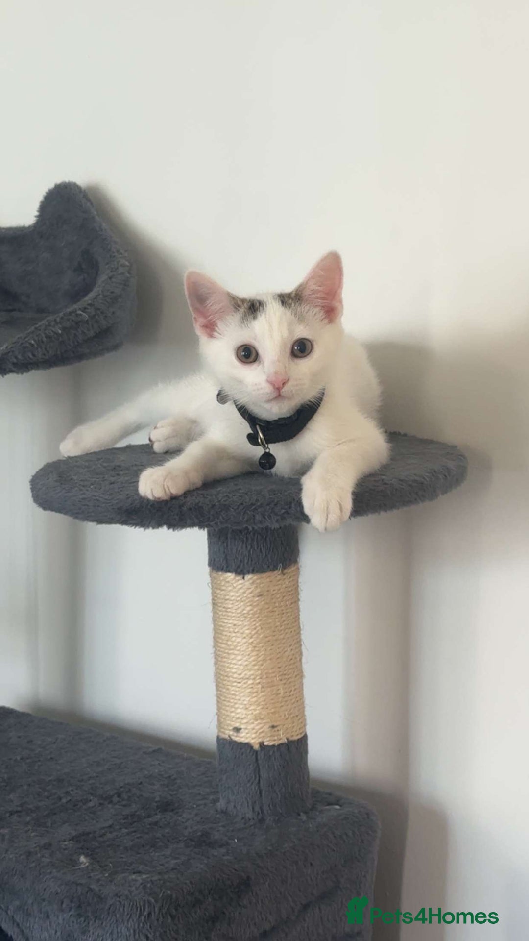 Domestic Shorthair cats for sale: Beautiful kittens ready to go - Image 5