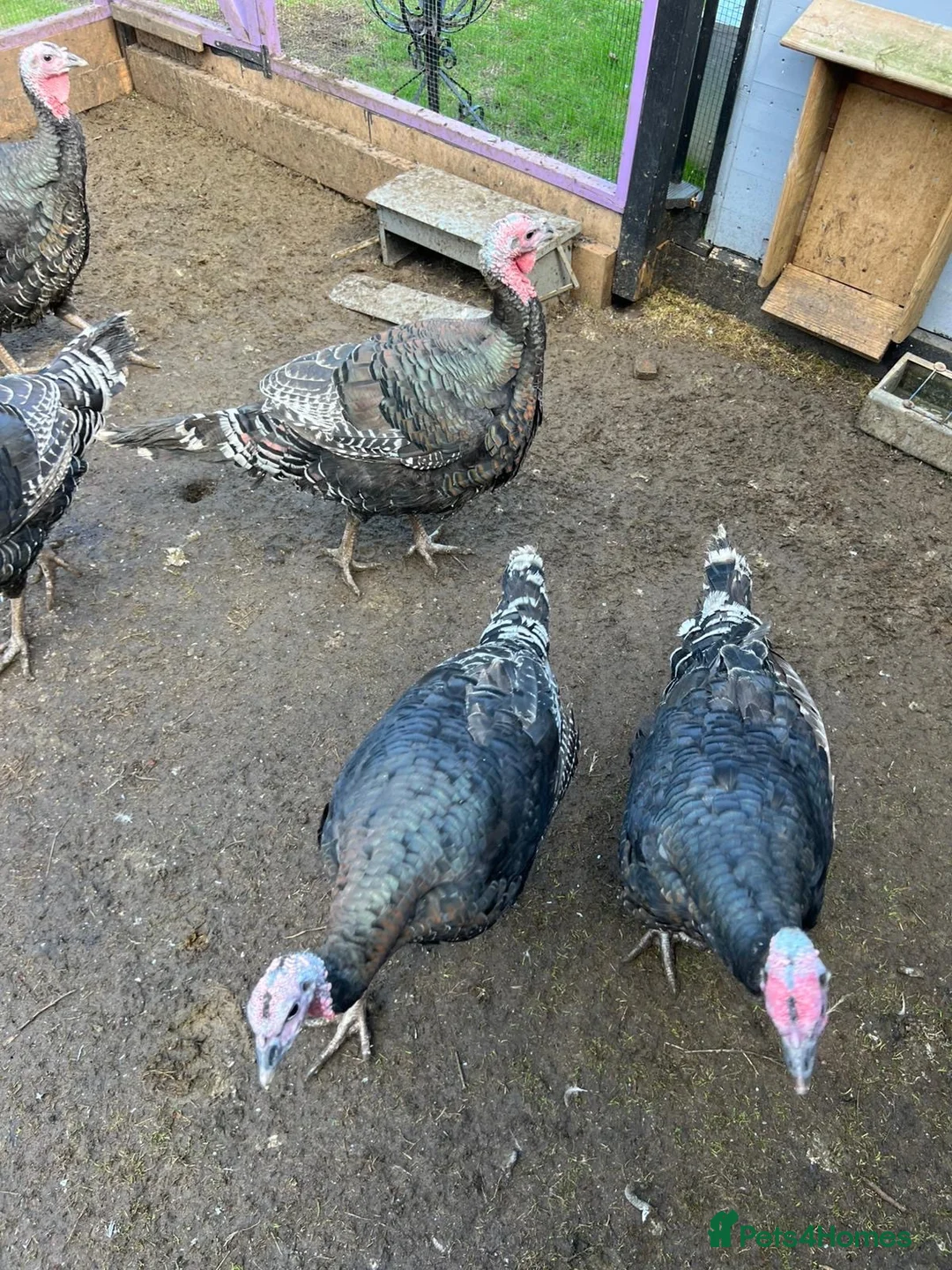 Turkeys poultry for sale: Norfolk Bronze 5 months old. - Advert 2