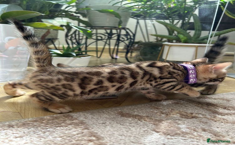 Bengal cats - Advert 2