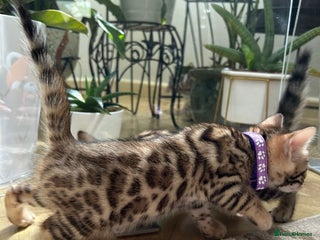 Bengal cats - Advert 35