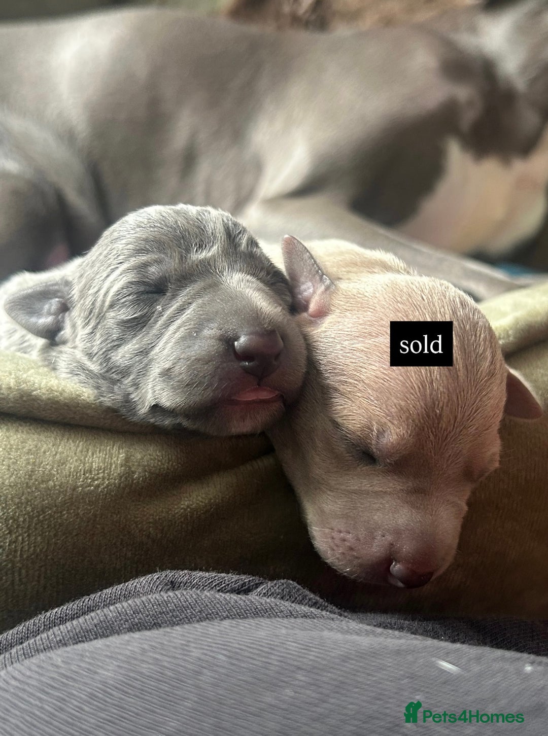 Italian Greyhound dogs for sale: 1 Italian Greyhound Puppy Girl / Bitch For Sale! - Image 15
