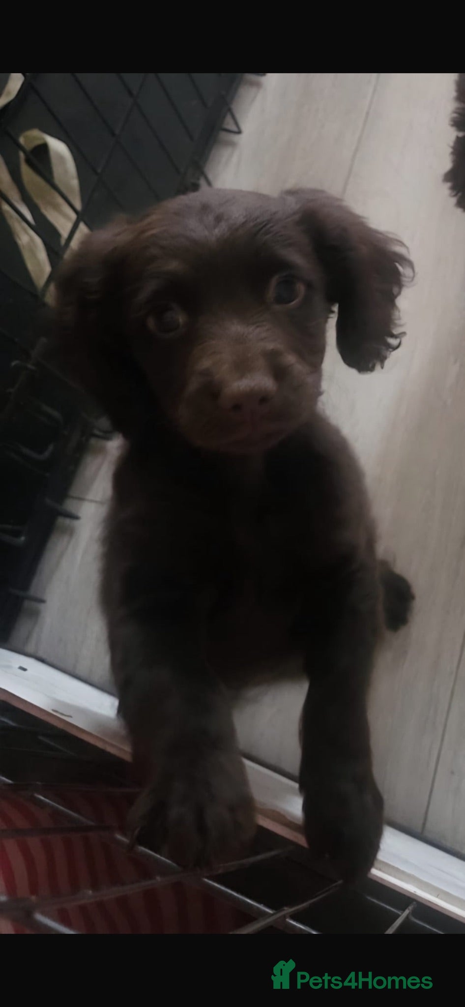 Cockapoo dogs 1 female cockapoo puppy  - Advert 1