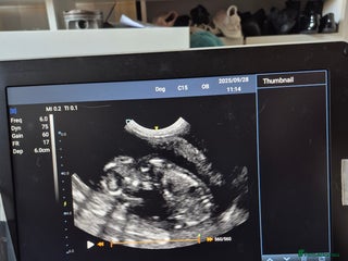 Maine Coon cats - Advert 10