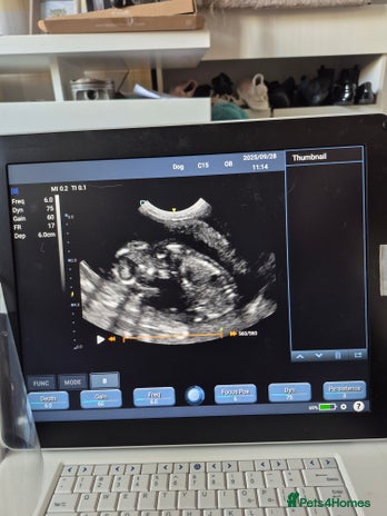 Maine Coon cats Maine coon litter born 22.10.25 - Advert 13