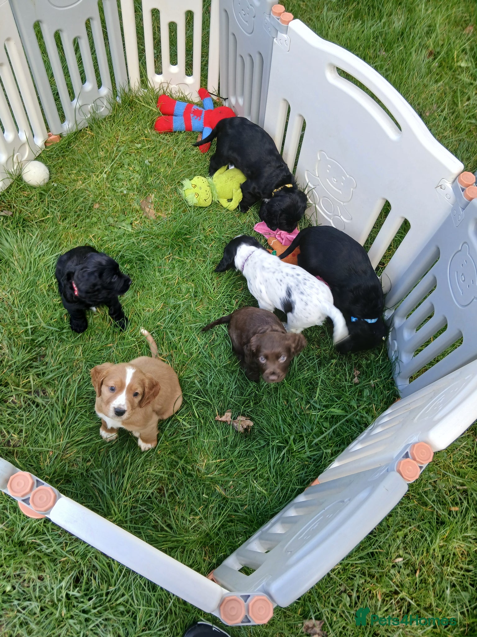 Cocker Spaniel dogs Beautiful pedigree cocker spaniel puppies  - Advert 2