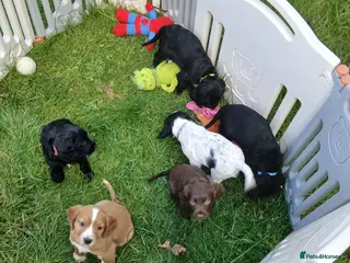 Cocker Spaniel dogs Beautiful pedigree cocker spaniel puppies - Advert 11